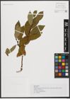 Foto von Salix silesiaca Willd.